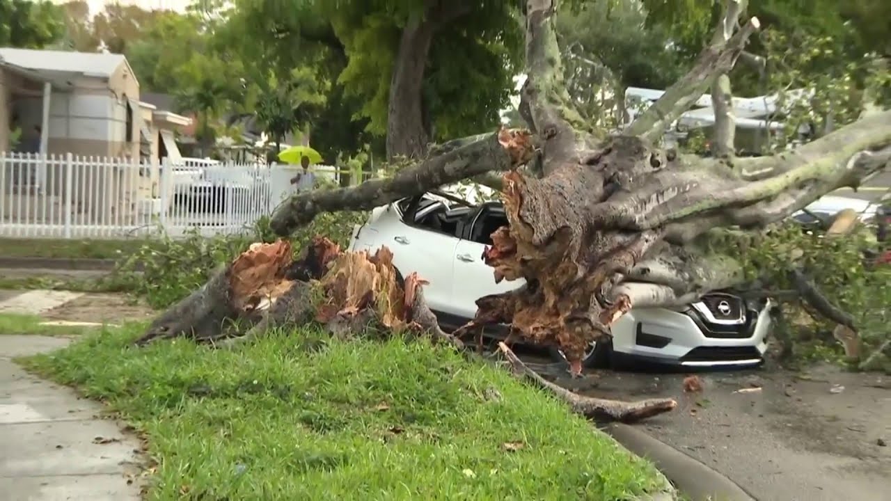 'I thought they were dead,' man says after tree falls on car in Miami ...