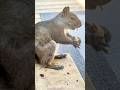 Mama’s Snack Break #shorts #explore #reels #pets #wildlife #squirrel #animals