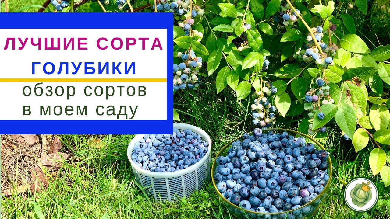 Какой сорт голубики лучше сажать