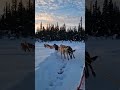 Dog Sledding in Alaska