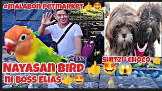 #malabon petmarket#nayasan bird ni boss Elias#shitzu Choco ni Rodman Ang cute