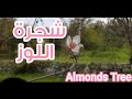تعرف على شجرة اللوز وثمارها Almonds Tree 