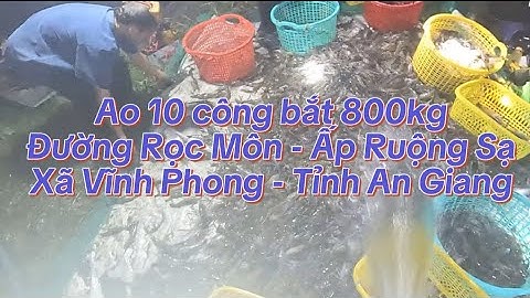 Ao 10 công bắt 800kg tôm càng lúc 4h sáng Đường Rọc Môn - Ấp Ruộng Sạ - Xã Vĩnh Phong - Tỉnh An Giag