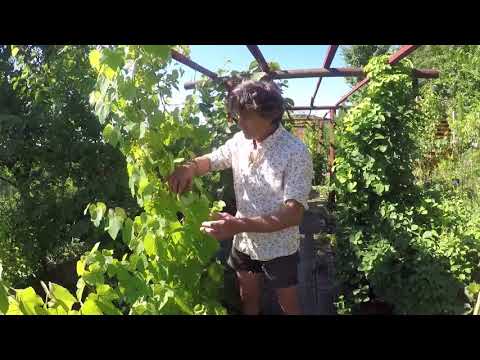 Vidéo: Vignes à fleurs tropicales : choisir des vignes exotiques pour le jardin