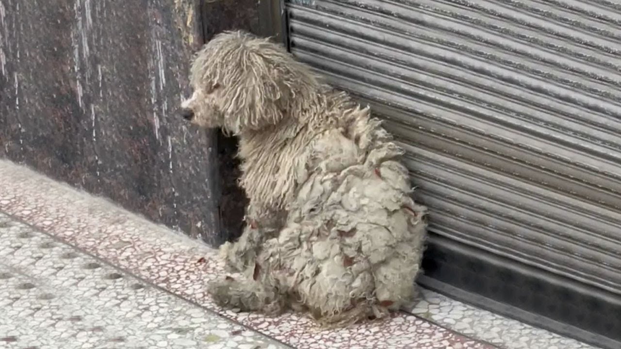 For many years, the loyal dog sat at the door waiting for her owner to ...