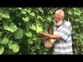 Lucien vanstipelen  la calebasse lgume superbe  dans son jardin   bassenge 2015