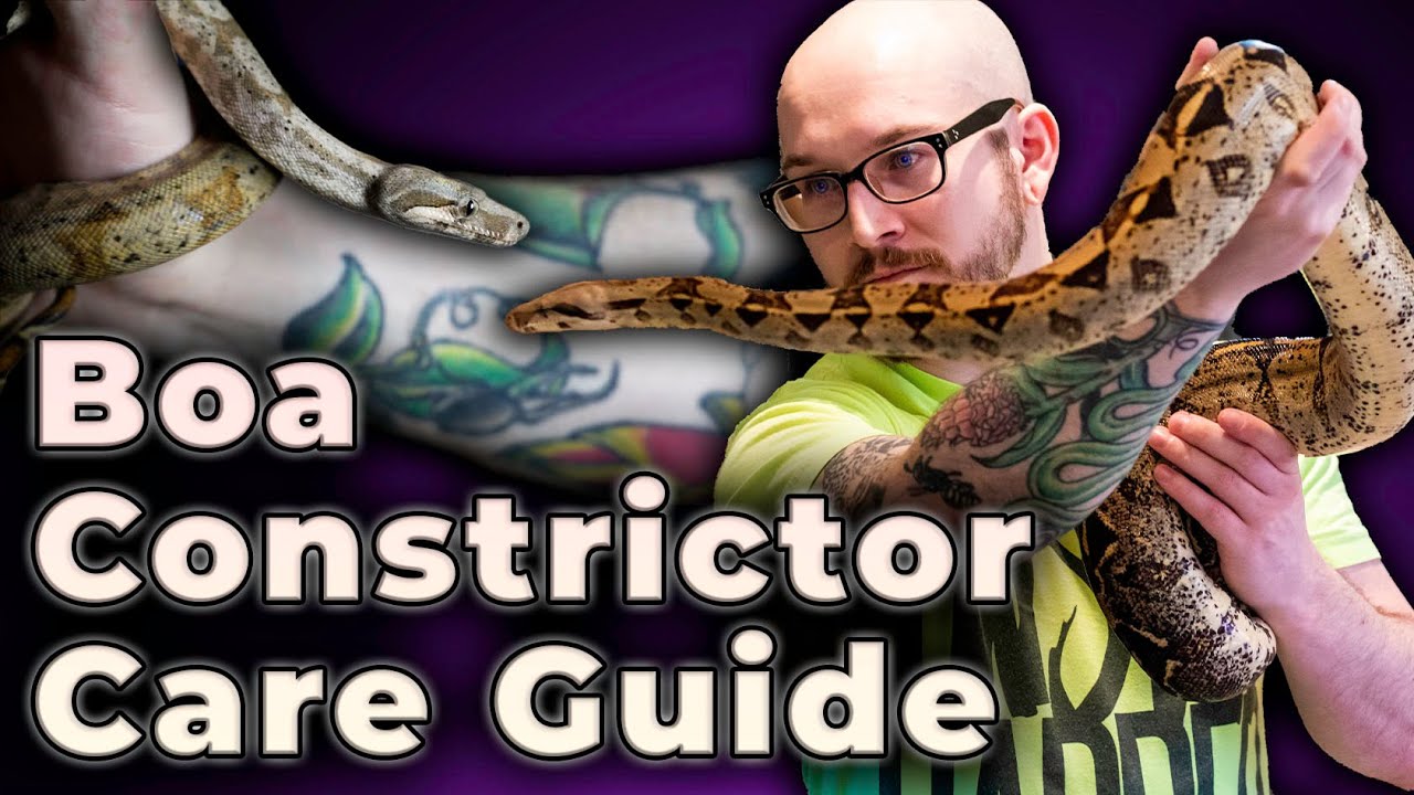 Boa Constrictor Care Guide 2022  Everything You Need To Know! 