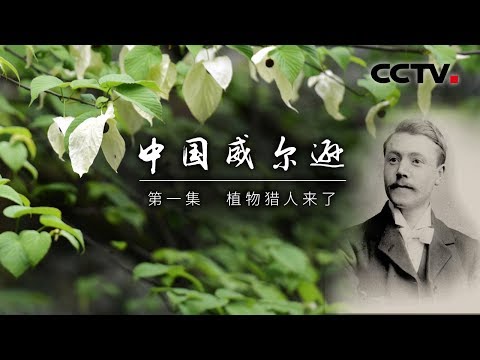 《中国威尔逊》第一集 植物猎人来了 | CCTV纪录