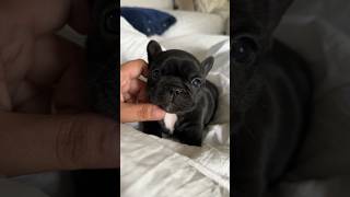 Puppy crying  saddest French Bulldog puppy  #shorts #puppy #dogs #pets #viral