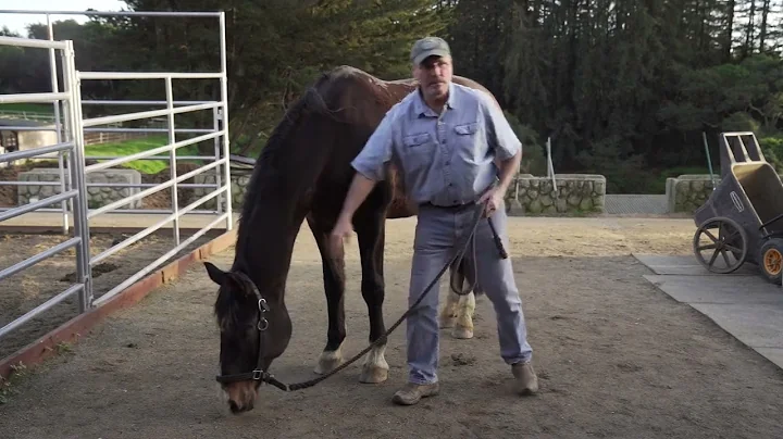 How to help release tension from the horse's poll and neck