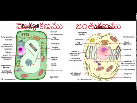 9.1 మొక్కల కణం & ​​జంతు కణం