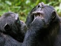 Monkey and chimps grooming asmr relaxing sleep tingles satisfying
