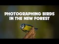 Photographing birds in the New Forest