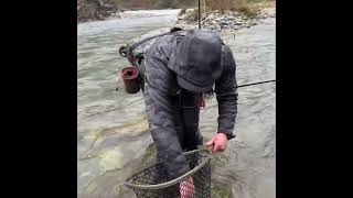 Download Lagu This Trout Looks Hand-Painted MP3