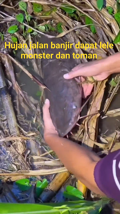 dapat lele monster dan toman dijalan saat hujan banjir #videoshort #fishing