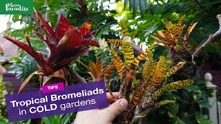 Bromeliads outdoors in COLD gardens  1 year later...
