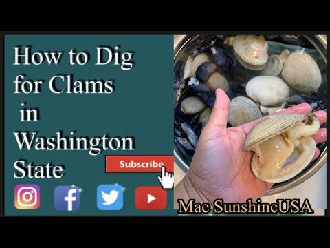 How to dig for Clams in Washington State / Unbelieveably Huge Clams