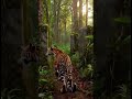 Jaguar GoPro Finds Lost City in Amazon 😳 #goproanimals #marinemystery #animals #megalodon