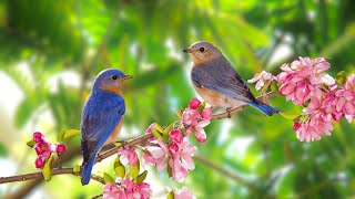 Beautiful Bird Sounds: Relaxing Bird Sounds, Relieve Stress, Anxiety, Help Sleep by Gullfoss Channel 415 views 4 days ago 10 hours, 16 minutes