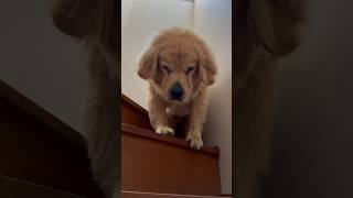 毎朝やけくそで起きてくる犬 golden retriever woke up