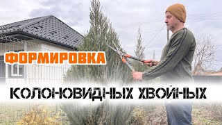 Обрезка и формировка хвойных растений.