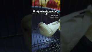 Pretty Little Baby❣️ #budgie#budgieslove #parakeet #birdlover#birds#song