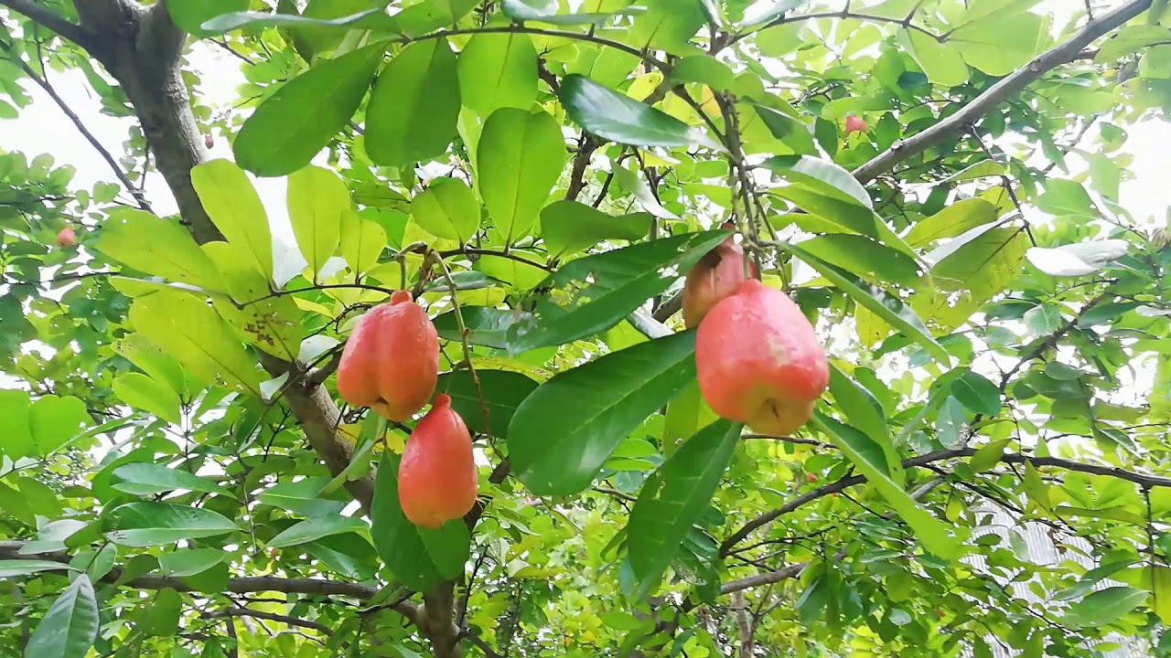 Jamaican Ackee Tree jamaican-ackee-tree