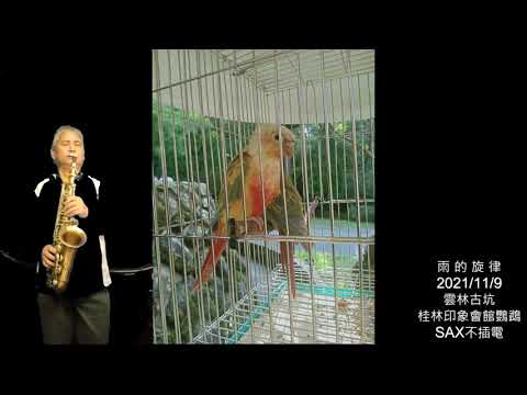 B135 雨的旋律 C COVER BY 黃志偉 薩克斯風點歌廳 SAX 旅遊翦影:雲林古坑桂林會館鸚鵡
