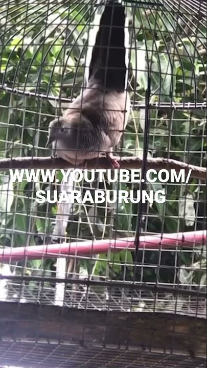 Merbuk Siam Galak Kuaw ! Perkutut Bangkok #merbok  #perkututgacor