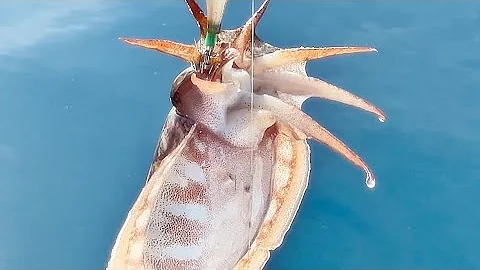 Lov sipa sa barke (brodice)  #squid #sipe