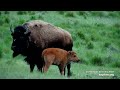 Majestic Bison Back From The Brink of Extinction