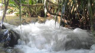 Sounds Of Water - Sri Lankan Rivers