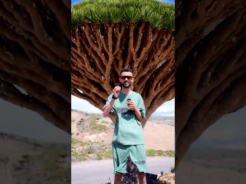 شجرة دم الأخوين