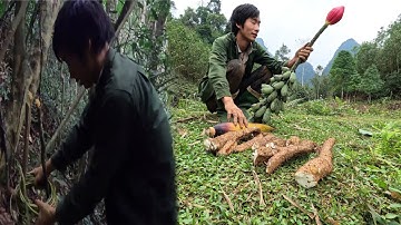 Tìm Được Dây Mây Rừng Dài Chục Mét, Đào Củ Mài Nếp, Cuộc Sống Tự Nhiên