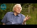 David Attenborough on Christopher Nupen &amp; Jacqueline Du Pré (Interview) | Listening Through the Lens