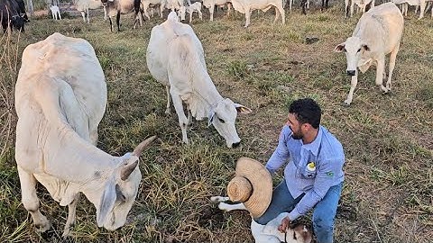 ENFRENTANDO TODAS AS VACAS BRAVA DA FAZENDA😱