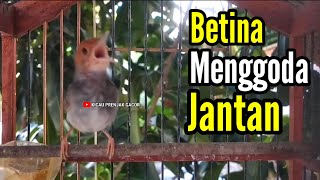 PRENJAK BETINA | PANCINGAN PRENJAK BETINA Gacor Istimewa Suara jernih menggoda jantan auto Nyahut |