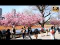 Tokyo Cherry Blossoms start full bloom in Ueno park【上野公園】| #explorejapan #japan #4k