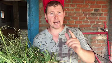 А траву отдайте свиньям!!! #свиноводство  #кормлениескота  #хозяйство
