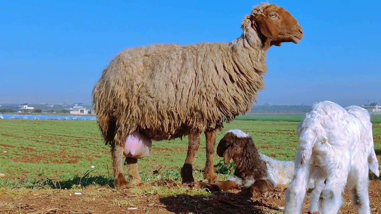 2 رمضان سوق الغنم _ معرة مصرين ( أسعار اللحم / خراف خامية 311 $ / خراف وردية / عنز والدة 3 جدايا  )