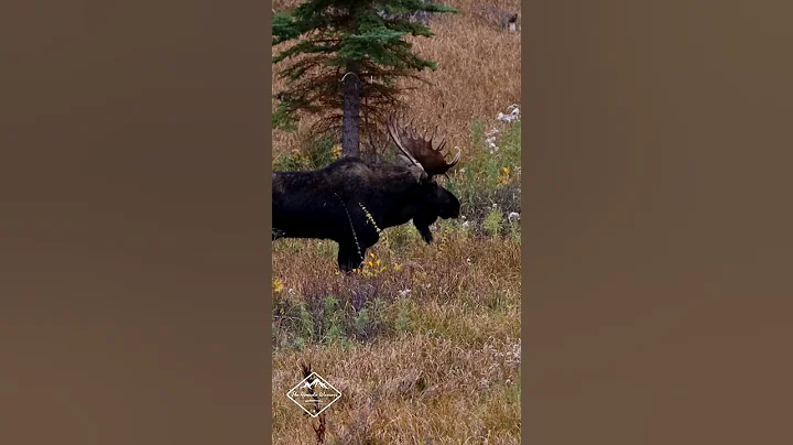 Bull Moose "Hoback" in Grand Teton National Park #BullMoose #Hoback #GrandTeton #TheNomadicWarriors