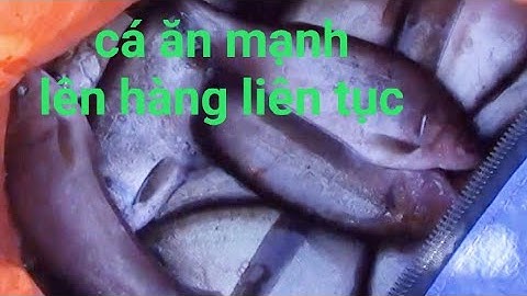 Câu Cá Thác Lác Trúng Ngày Cá Ăn Mạnh, Lên Hàng Liên Tục | GÒ CÔNG TV