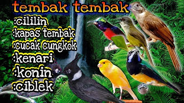 MASTERAN TEMBAK komplit || cililin, kapas tembak, kenari, konin, cucak cungkok, ciblek,