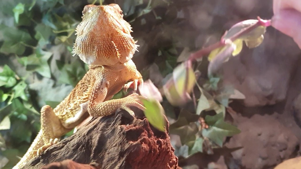 Ich stelle mein Haustier \