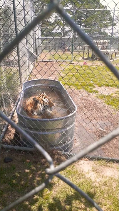 Tiger relaxing in the tub😲 #safari #tiger