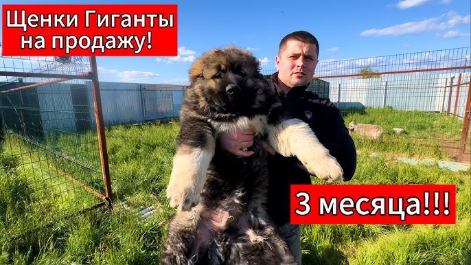 Анальды секс ауырады. Орыс порно онлайн көру.