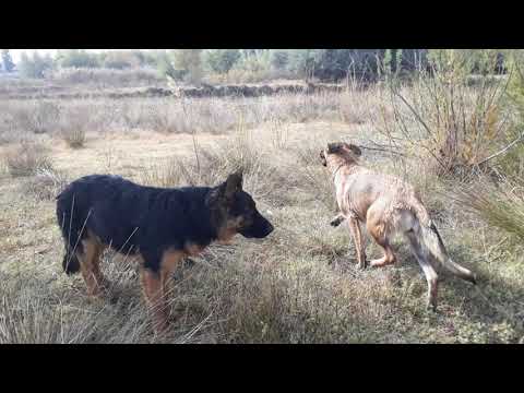 Belçika malinois ve