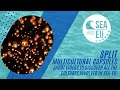 Seaeu diversity  split  emblematic people