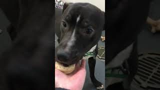 Meet Eli 34215-D A Terrier, Pit Bull Currently Available For Adoption 12162023 41540 Pm