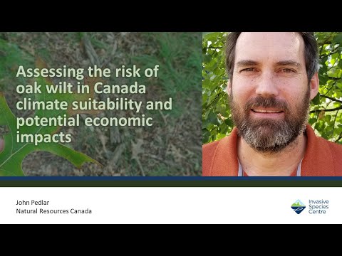 ارزیابی خطر پژمردگی بلوط در کانادا مناسب بودن آب و هوا و اثرات بالقوه اقتصادی